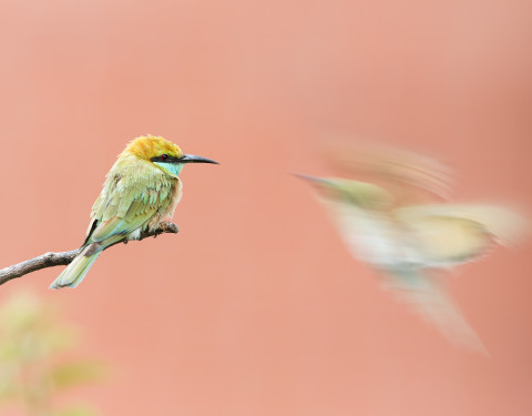 Green bee-eaters. Gurgaon, Haryana