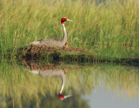 Sarus Crane. Bharatpur, Rajasthan