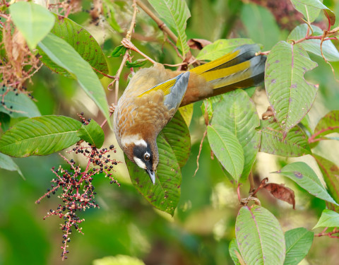 Black-faced Laughingthrush. Neora Valley National Park, West Bengal