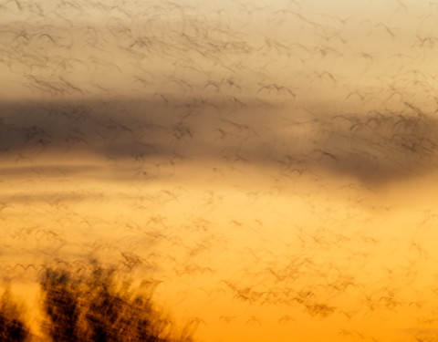 Into The Night. Snow Geese, Bosque, NM