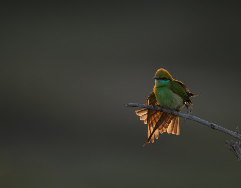 Green bee-eater. Bharatpur, Rajasthan