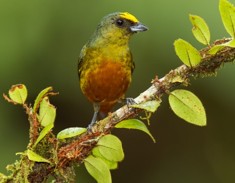 Olive-backed Euphonia. Costa Rica
