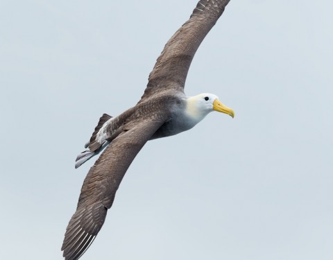 Waived Albatross. Hood Island, Galapagos
