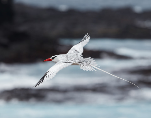 Red-billed Tropicbird. Hood Island, Galapagos