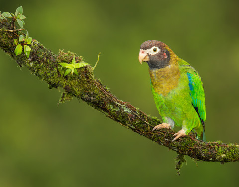 Brown-hooded Parrot. Costa Rica