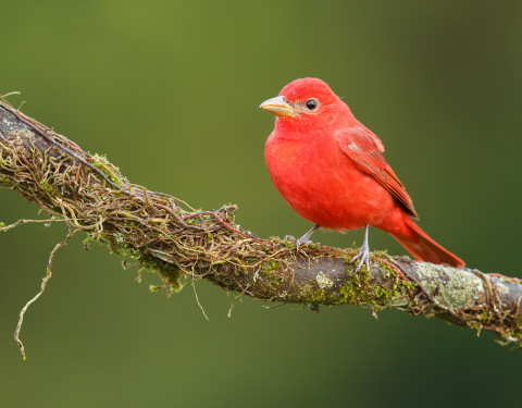 Summer Tanager. Costa Rica