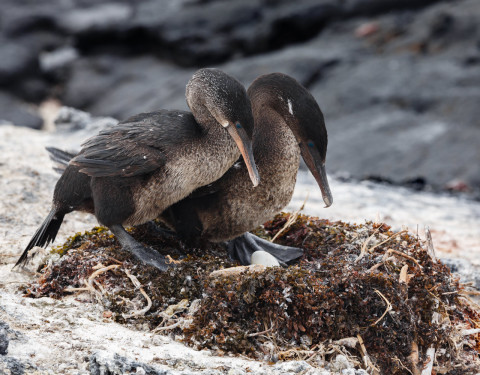Flightless Cormorants. Isabela, Galapagos