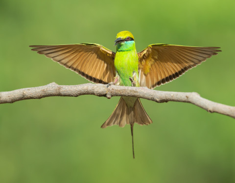 Green bee-eater, Gurgaon. Haryana