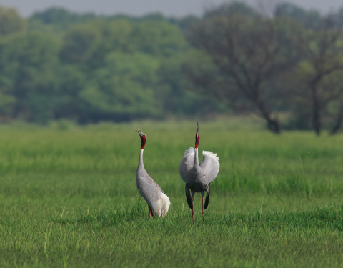 Call of the Sarus Cranes
