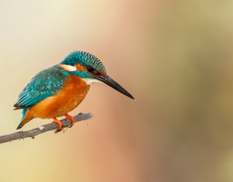 Colors of the Common Kingfisher