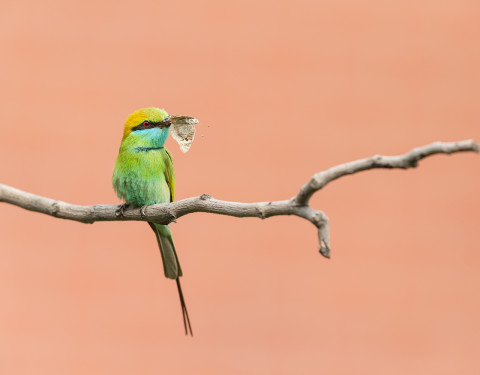 Green bee-eater. Gurgaon, Haryana
