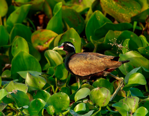 Bronze-winged Jacana. Gajaldoba Wetlands, West Bengal
