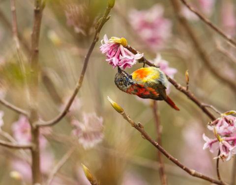 Fire-tailed Sunbird. Tumling, Singalila National Park, Darjeeling district, West Bengal