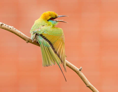 Gren bee-eater. Gurgaon, Haryana