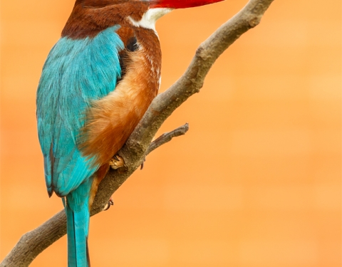 White-throated Kingfisher. Gurugram, Haryana