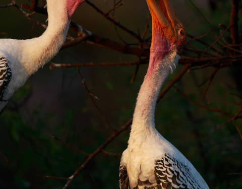 Painted Stork. Bharatpur, Rajasthan