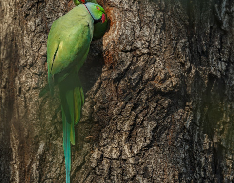 Rose-ringed parakeet. Bharatpur, Rajasthan