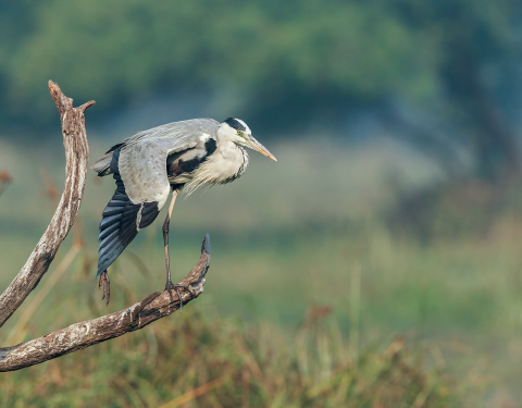 Grey Heron. Bharatpur, Rajasthan