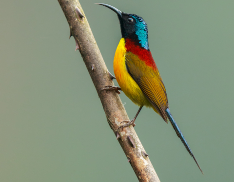 Green-tailed Sunbird. Neora Valley National Park, West Bengal