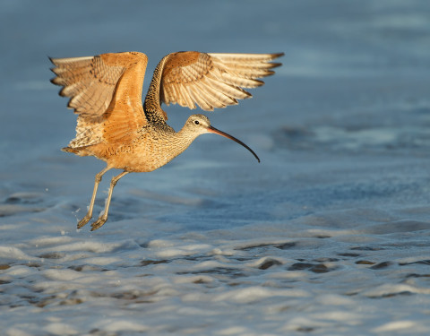 Long-billed Curlew. Morro Bay, CA