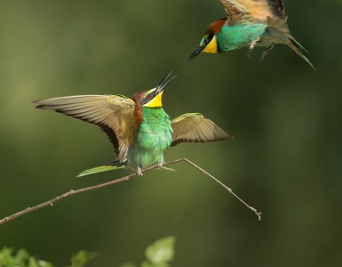 European bee-eater. Ferto Hansag Nemzeti Park, Hungary