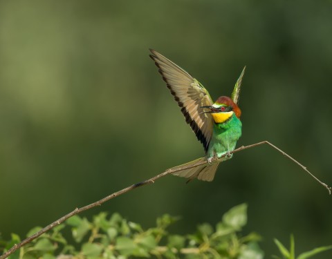 European bee-eater. Ferto Hansag Nemzeti Park, Hungary