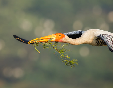 Painted stork. Sultanpur, Haryana
