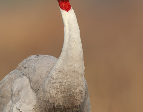 Sarus Crane. Bharatpur, Rajasthan