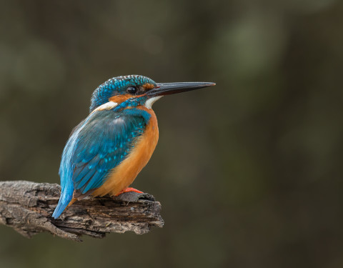 Common Kingfisher. Bharatpur, Rajasthan