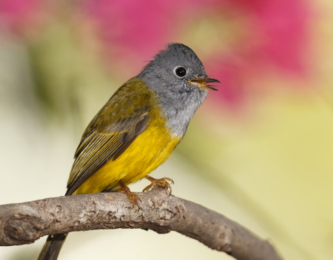 Grey-headed canary Flycatcher