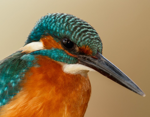 Closeup of a Common Kingfisher