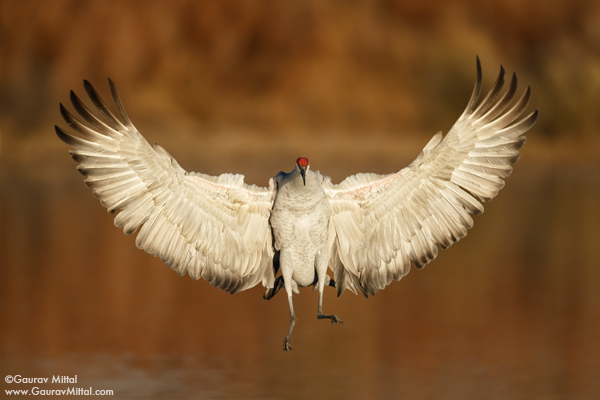 Bird Photography Tips, Sandhill Crane, birds in flight
