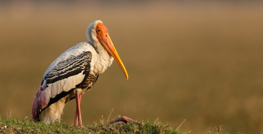 Canon 1DX / 600mm 1.4X / 1/1250 @ F/5.6 / Painted Stork