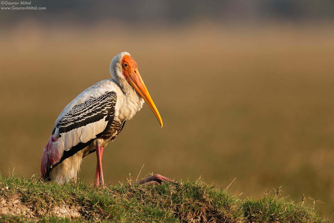 Canon 1DX / 600mm 1.4X / 1/1250 @ F/5.6 / Painted Stork