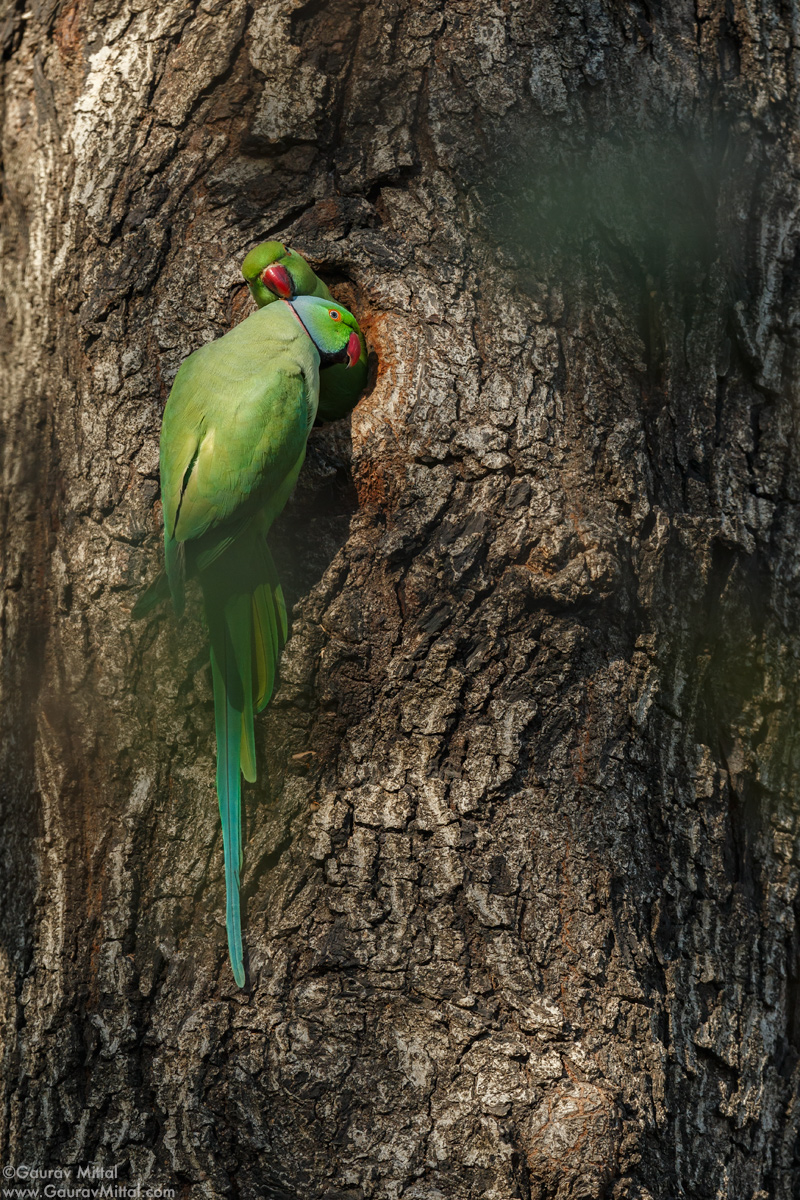 Canon 1DX / 600mm 1.4X / 1/1000 @ F/8.0 / Rose-ringed Parakeet