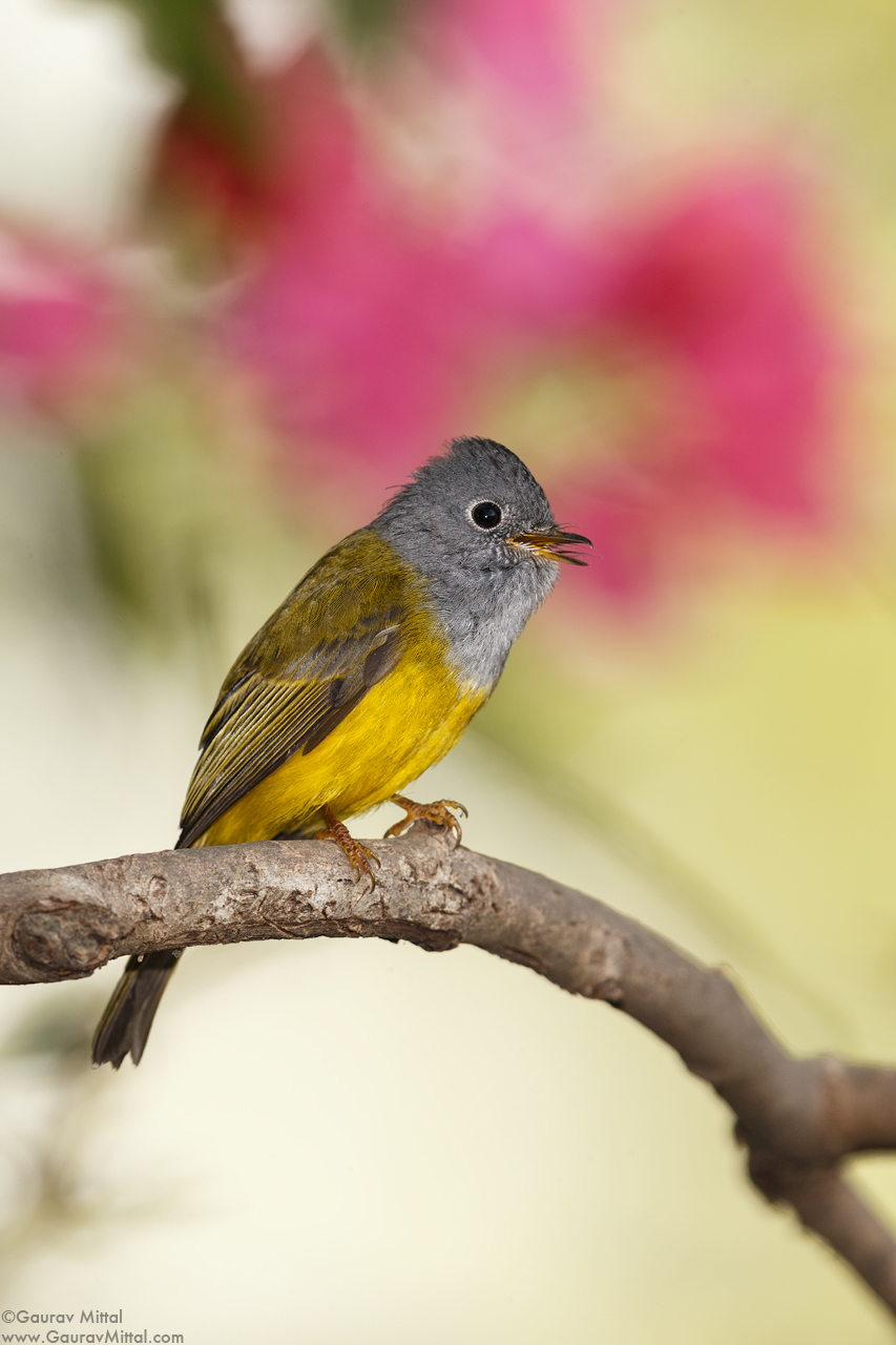 Canon 1DX / 600mm 1.4X / 1/200 sec @ F/8.0 /Grey-headed Canary Flycatcher